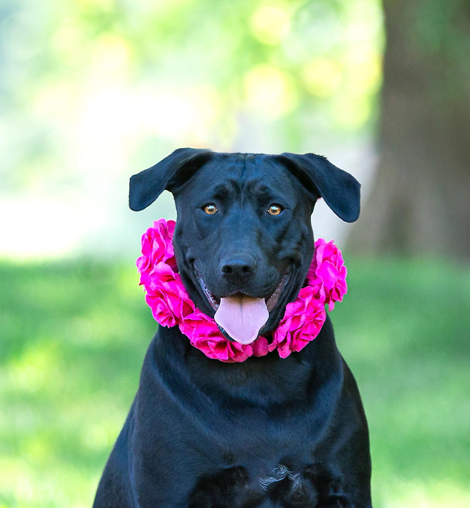 Enlarge Tommi, a Adoptable Labrador Retriever in Coatesville, PA image 3/3