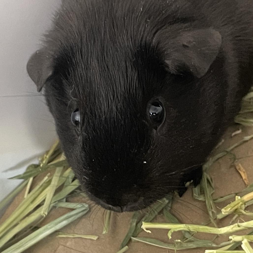 Enlarge Mike, a Adoptable Guinea Pig in Chicago, IL image 1/4