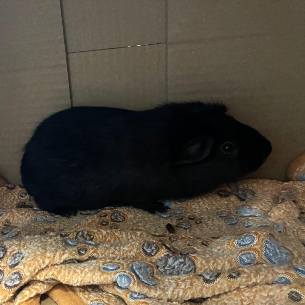 Enlarge Mike, a Adoptable Guinea Pig in Chicago, IL image 2/4
