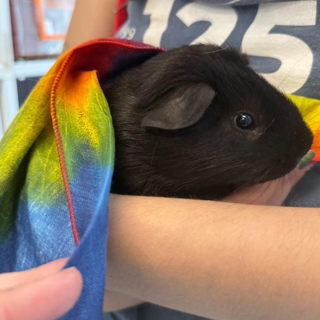Enlarge Mike, a Adoptable Guinea Pig in Chicago, IL image 3/4