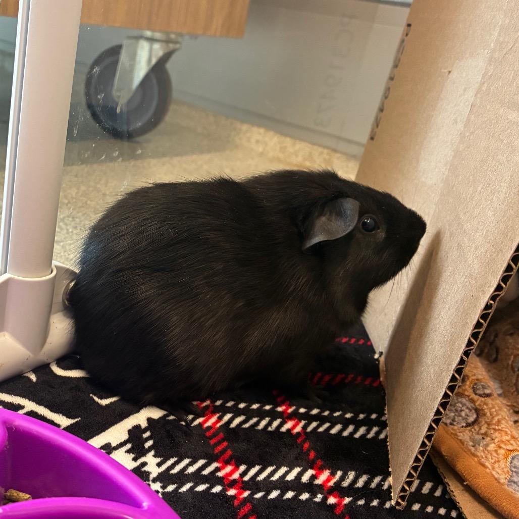 Enlarge Mike, a Adoptable Guinea Pig in Chicago, IL image 4/4