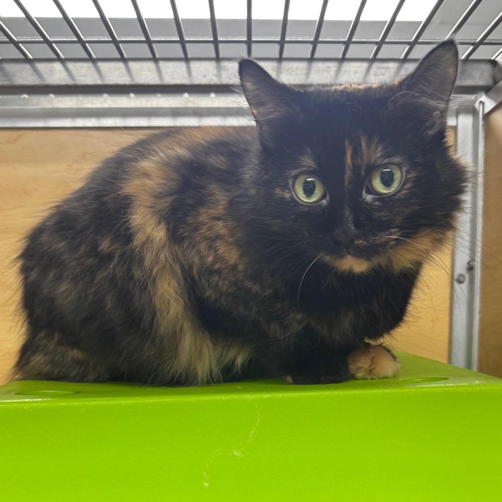 Sock, Adoptable, Adult Female Domestic Long Hair.