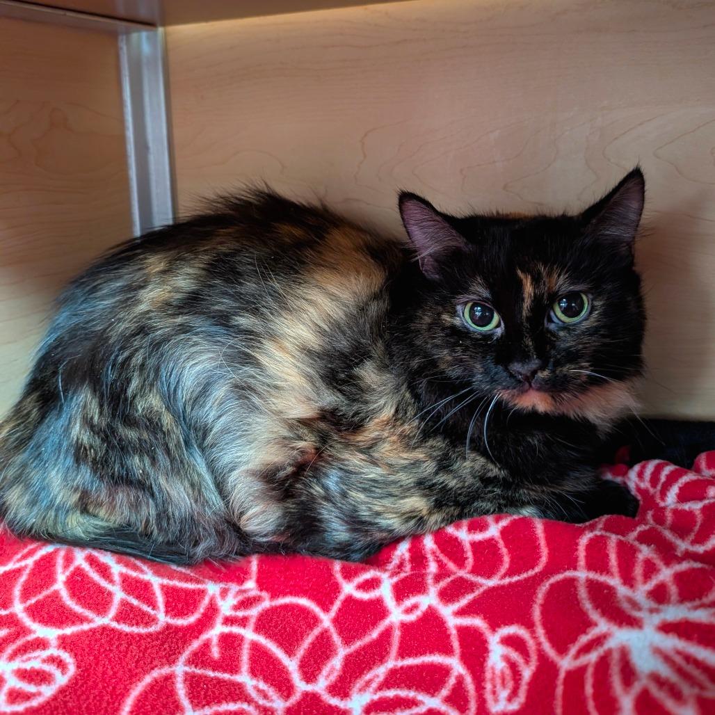 Sock, Adoptable, Adult Female Domestic Long Hair.