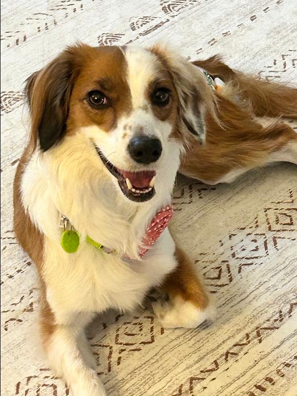 Enlarge Penny Lane, a Adoptable mixed breed in Wake Forest, NC image 2/4