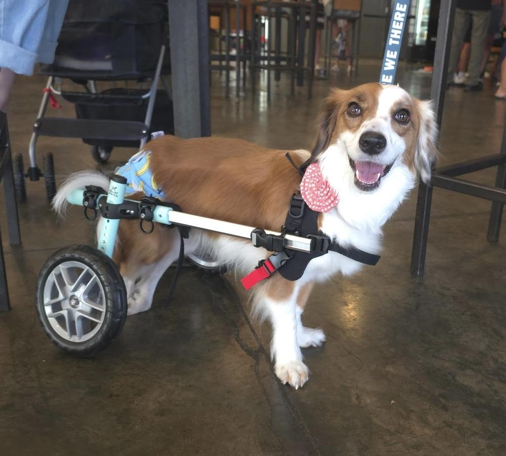 Enlarge Penny Lane, a Adoptable mixed breed in Wake Forest, NC image 3/4
