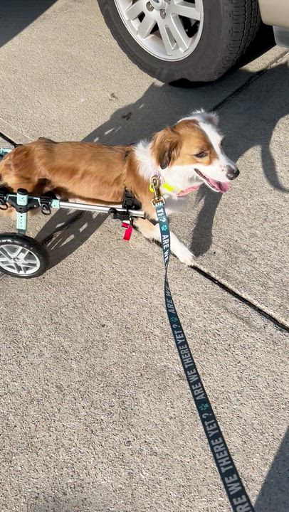 Enlarge Penny Lane, a Adoptable mixed breed in Wake Forest, NC video 4/4
