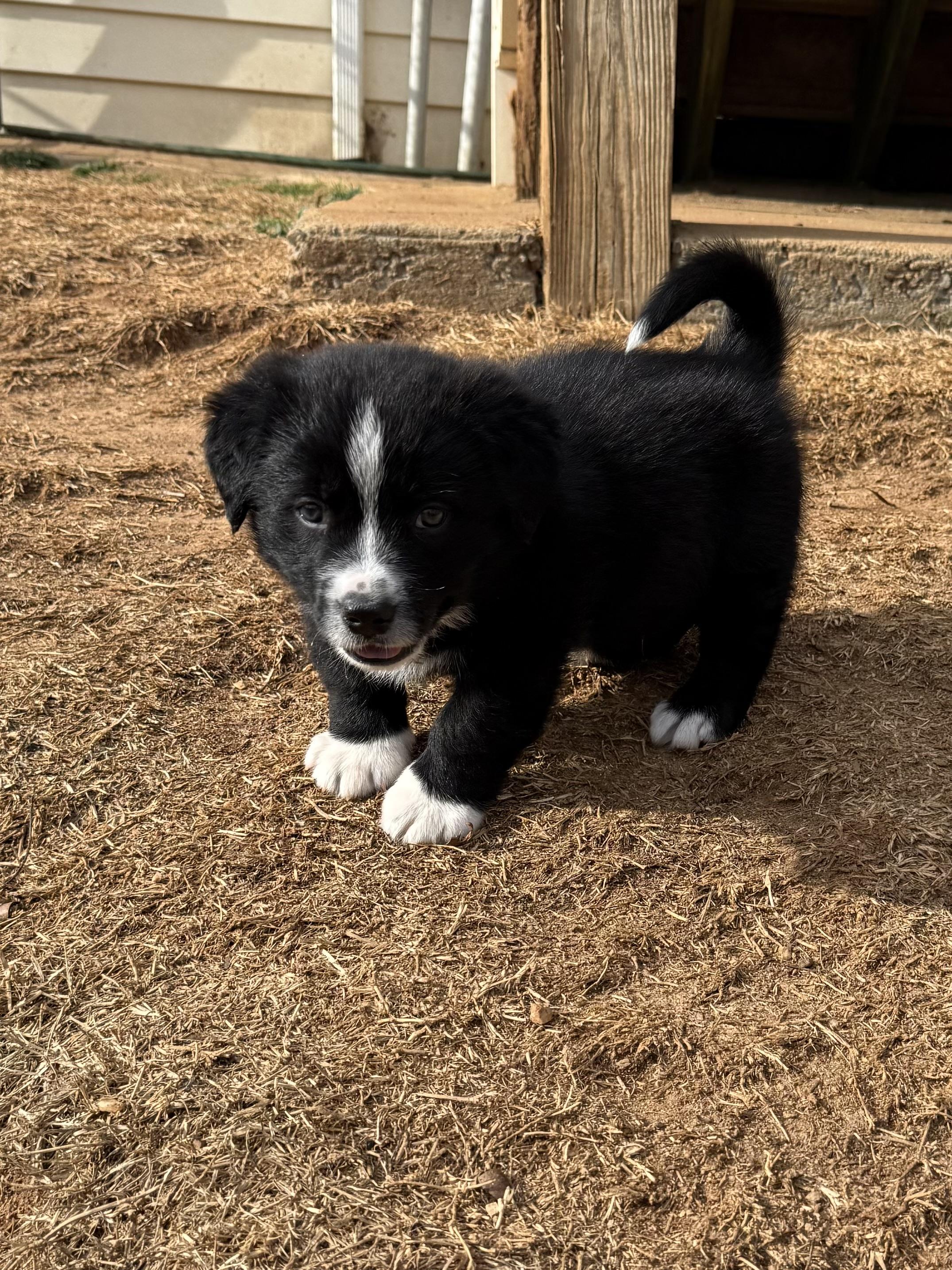 Dill (Dilly), an adopted mixed breed in Kings Mountain, NC image 4/6