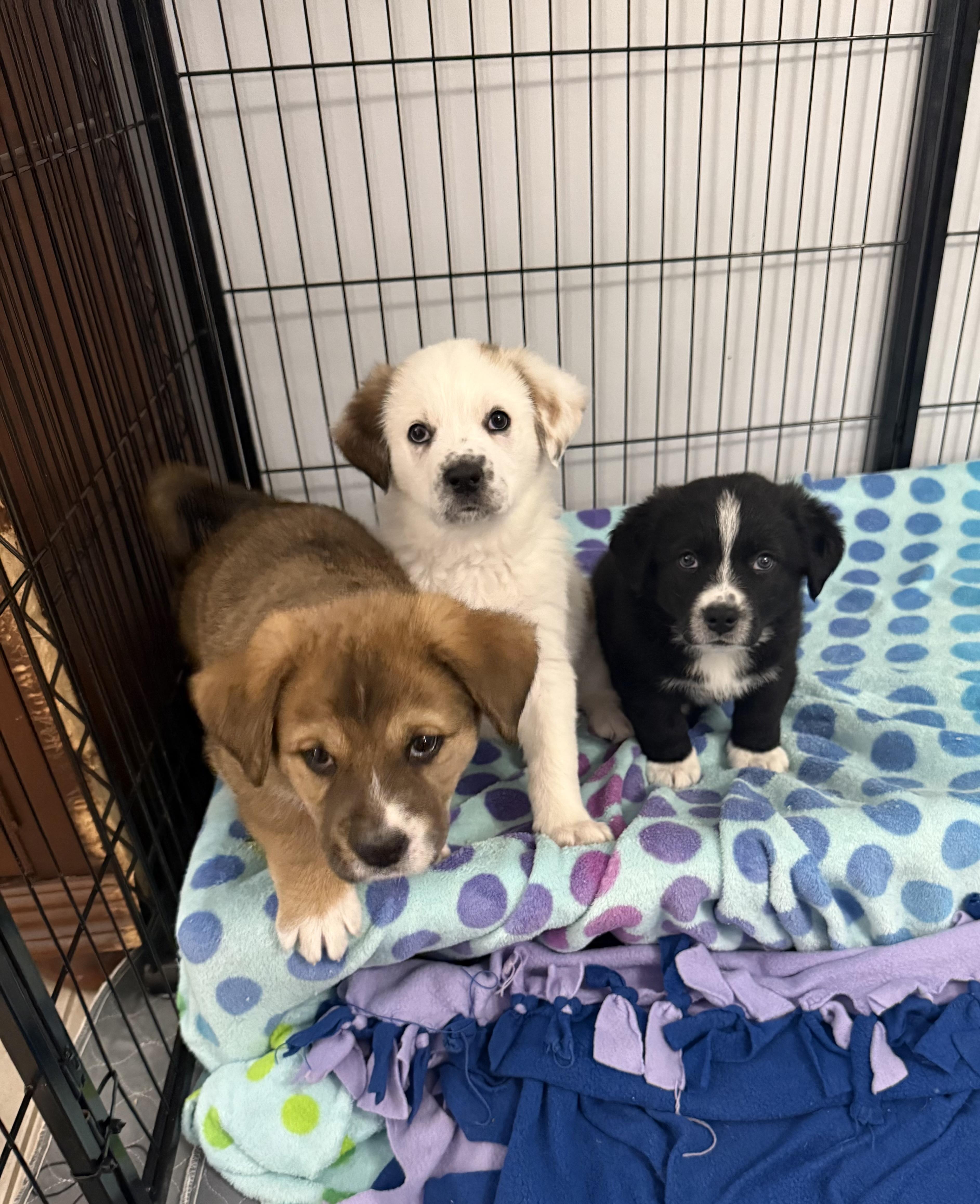 Dill (Dilly), an adopted mixed breed in Kings Mountain, NC image 2/6