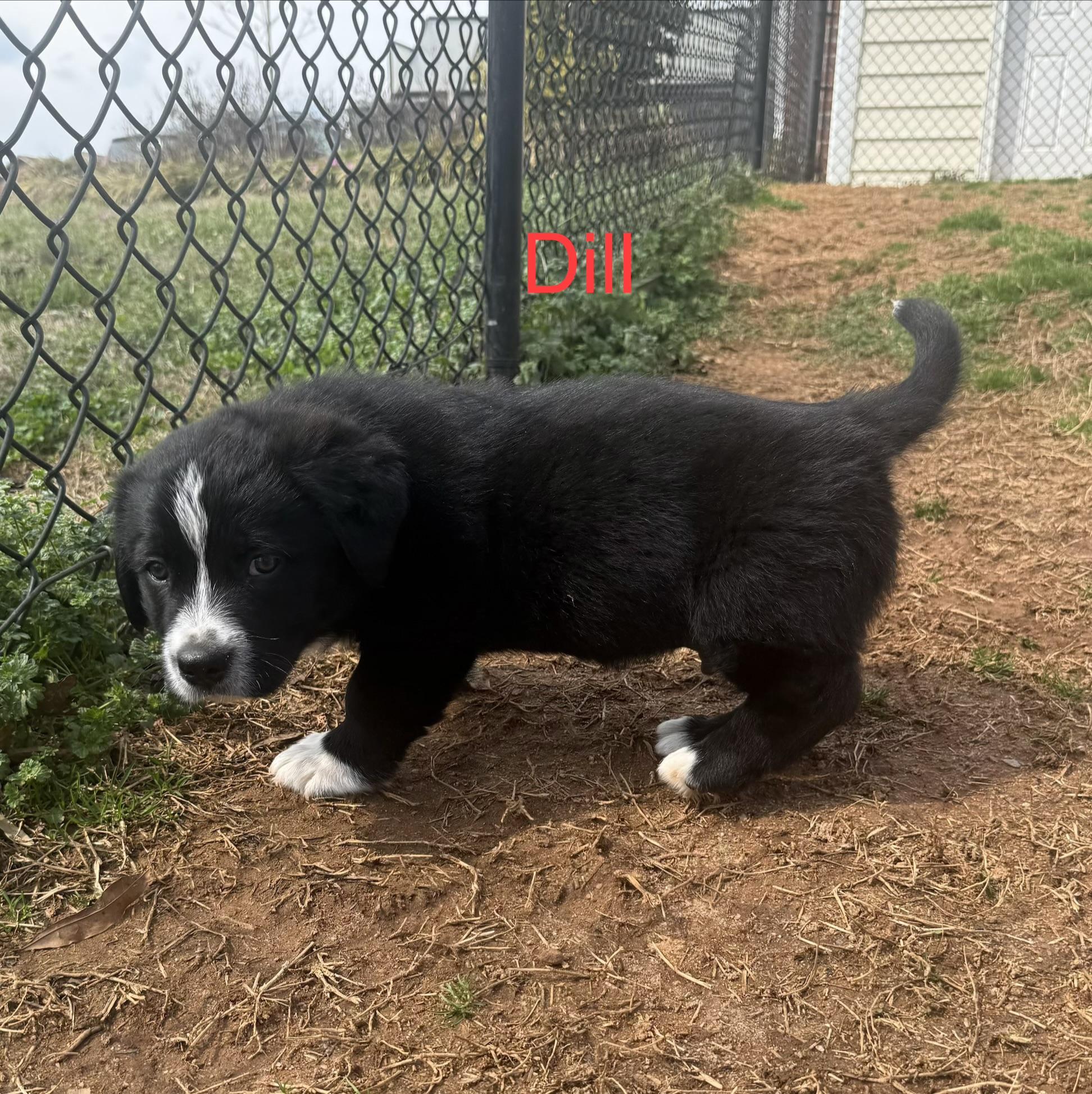 Dill (Dilly), an adopted mixed breed in Kings Mountain, NC image 6/6