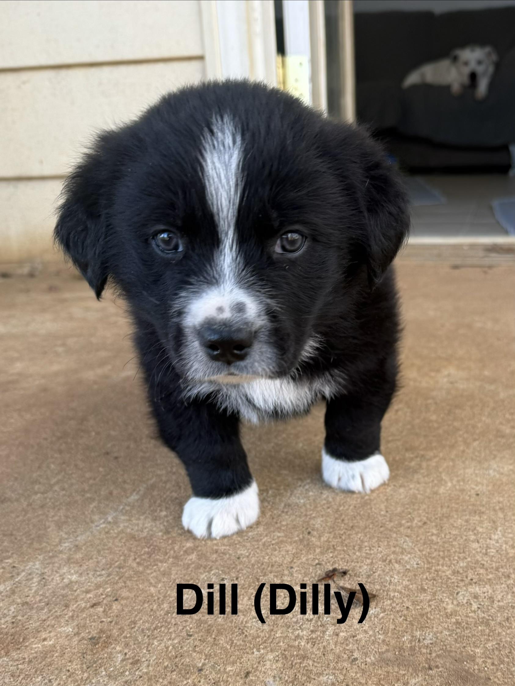 Dill (Dilly), adopted, Puppy Male Great Pyrenees.