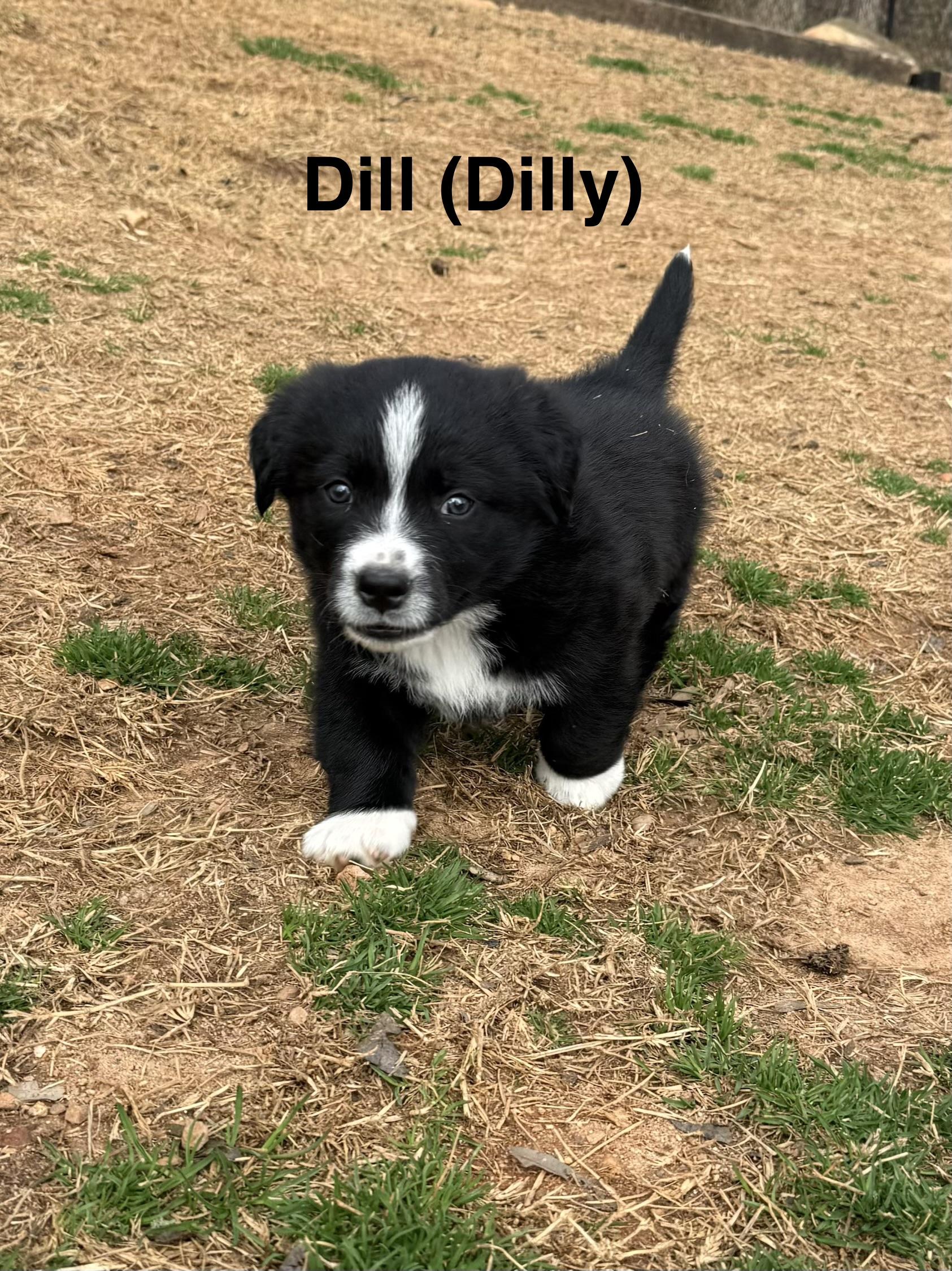Dill (Dilly), an adopted mixed breed in Kings Mountain, NC image 3/6