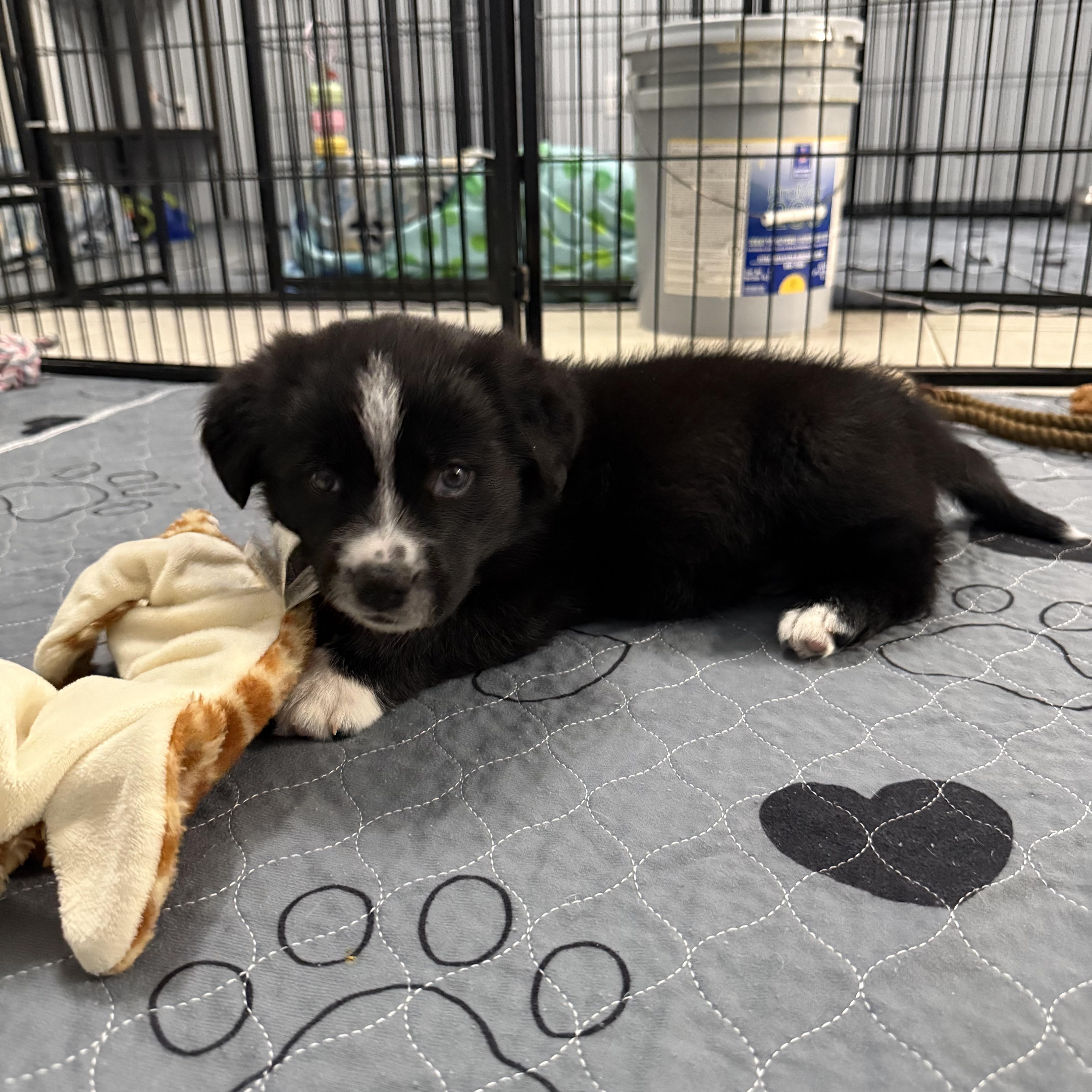 Dill (Dilly), an adopted mixed breed in Kings Mountain, NC image 5/6