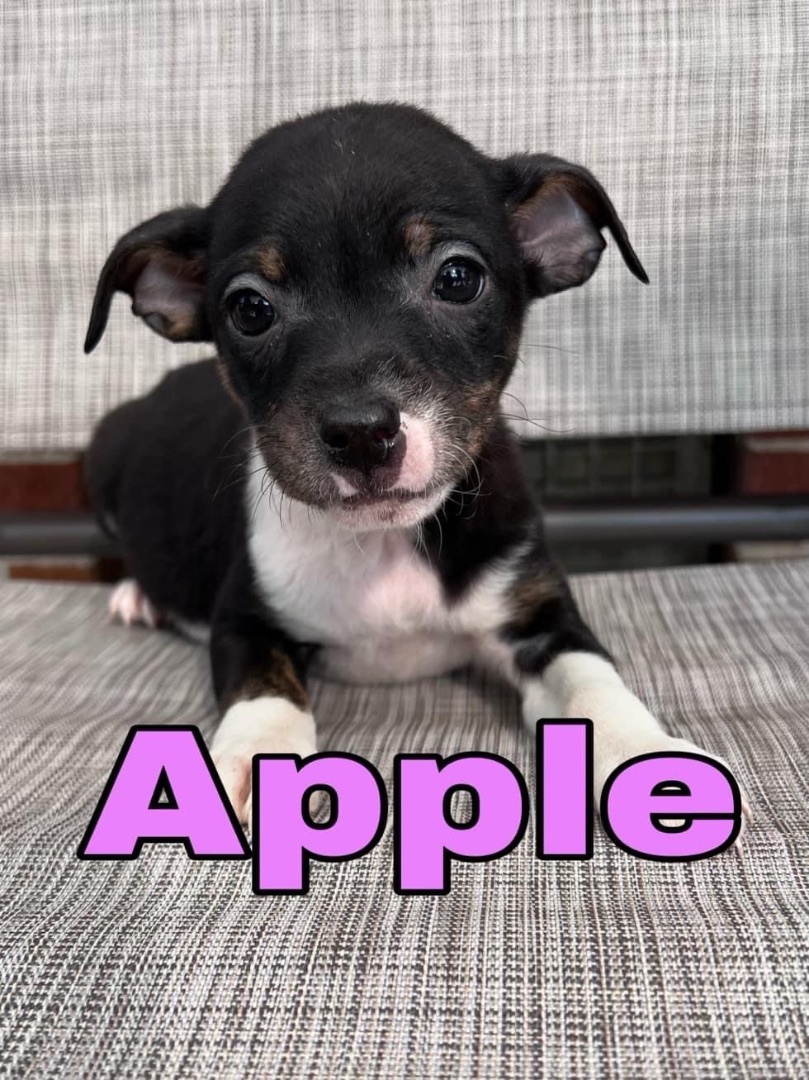 Enlarge Apple Cider , a Adopted mixed breed in Yorktown, VA image 1/4