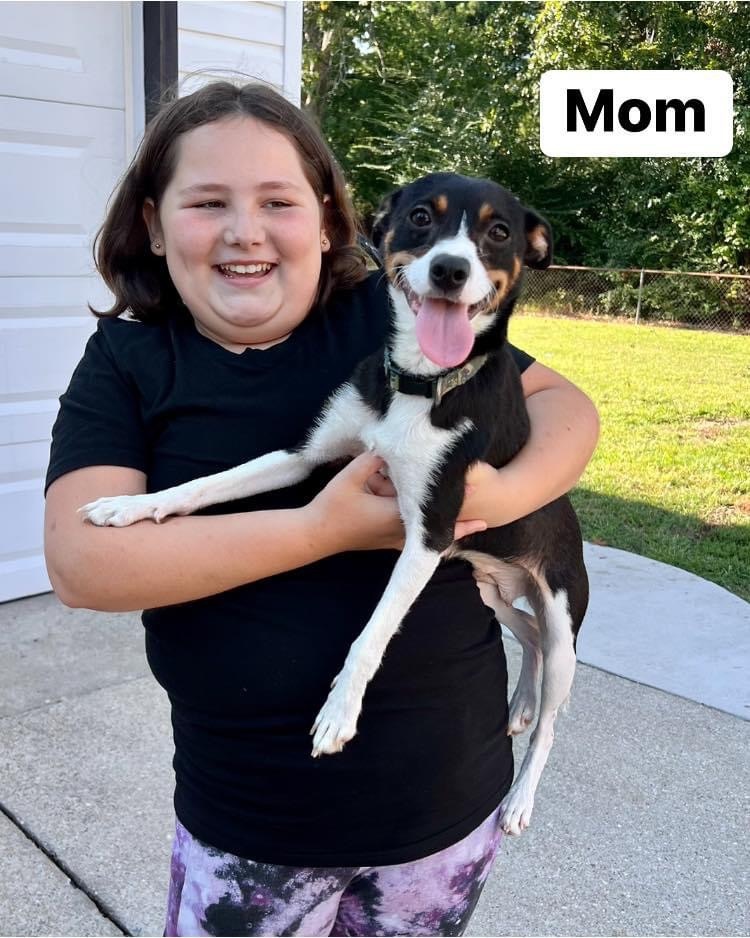 Enlarge Apple Cider , a Adopted mixed breed in Yorktown, VA image 3/4