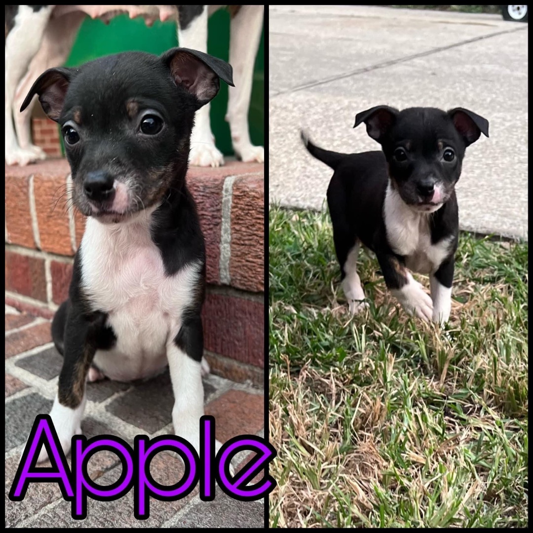 Enlarge Apple Cider , a Adopted mixed breed in Yorktown, VA image 4/4