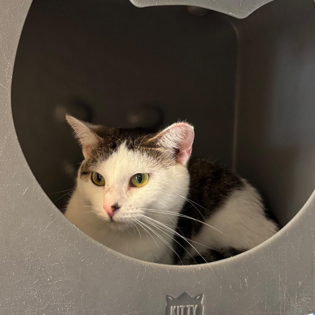 Snow, Adoptable, Adult Female Domestic Short Hair.