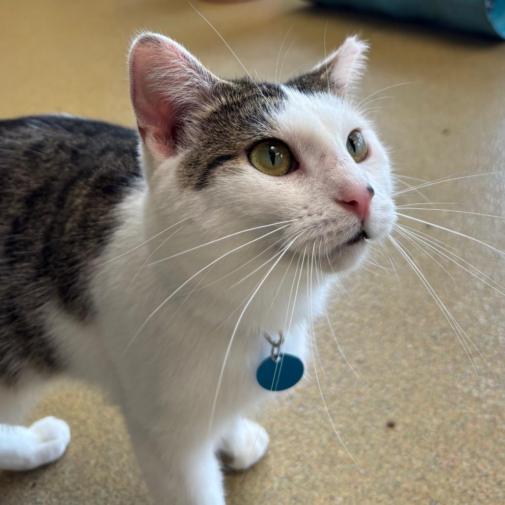 Snow, a Adoptable Domestic Short Hair in Waukesha, WI image 2/2