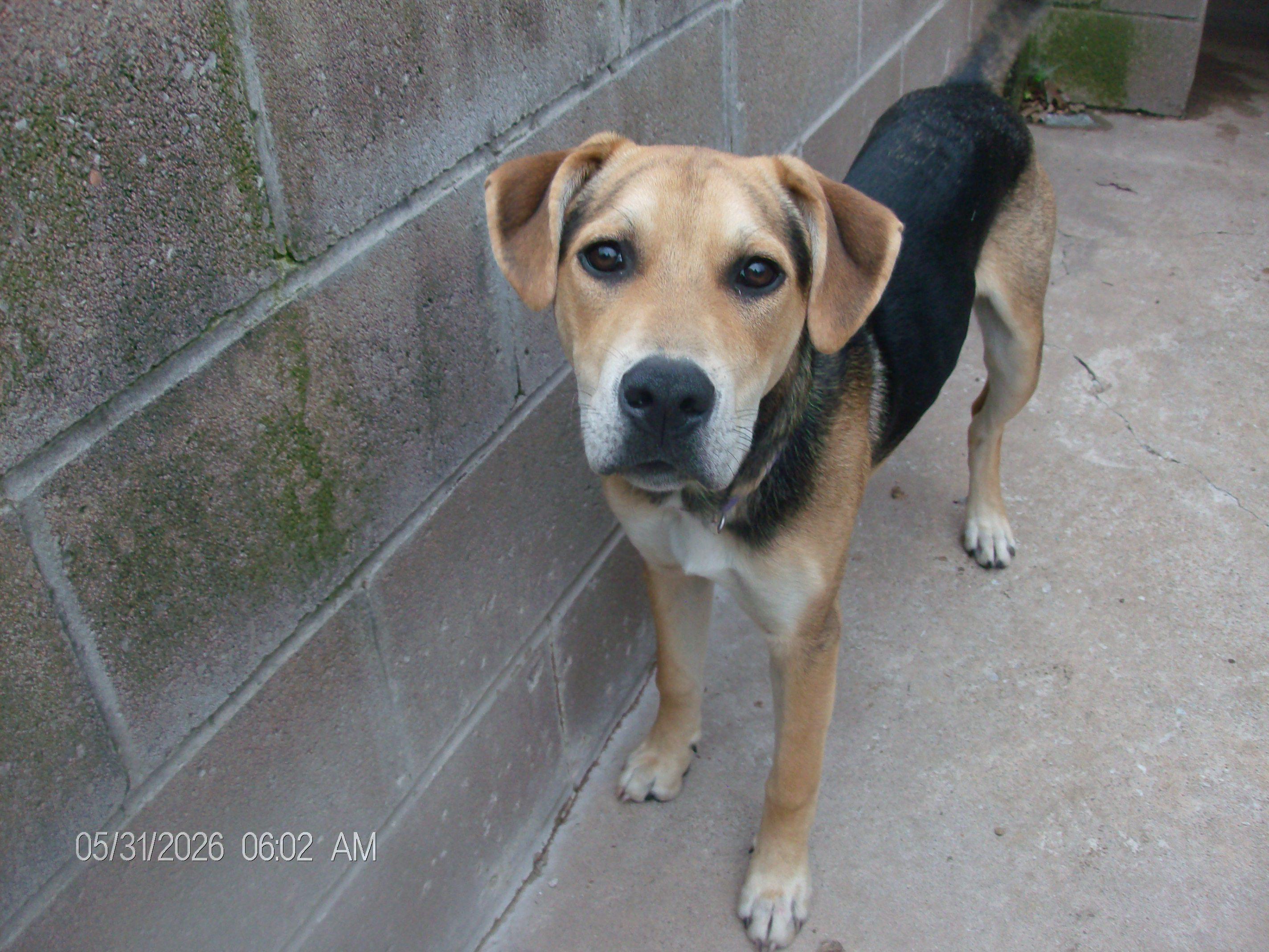 BUCKY, a ADOPTABLE mixed breed in Kellyville, OK image 1/6