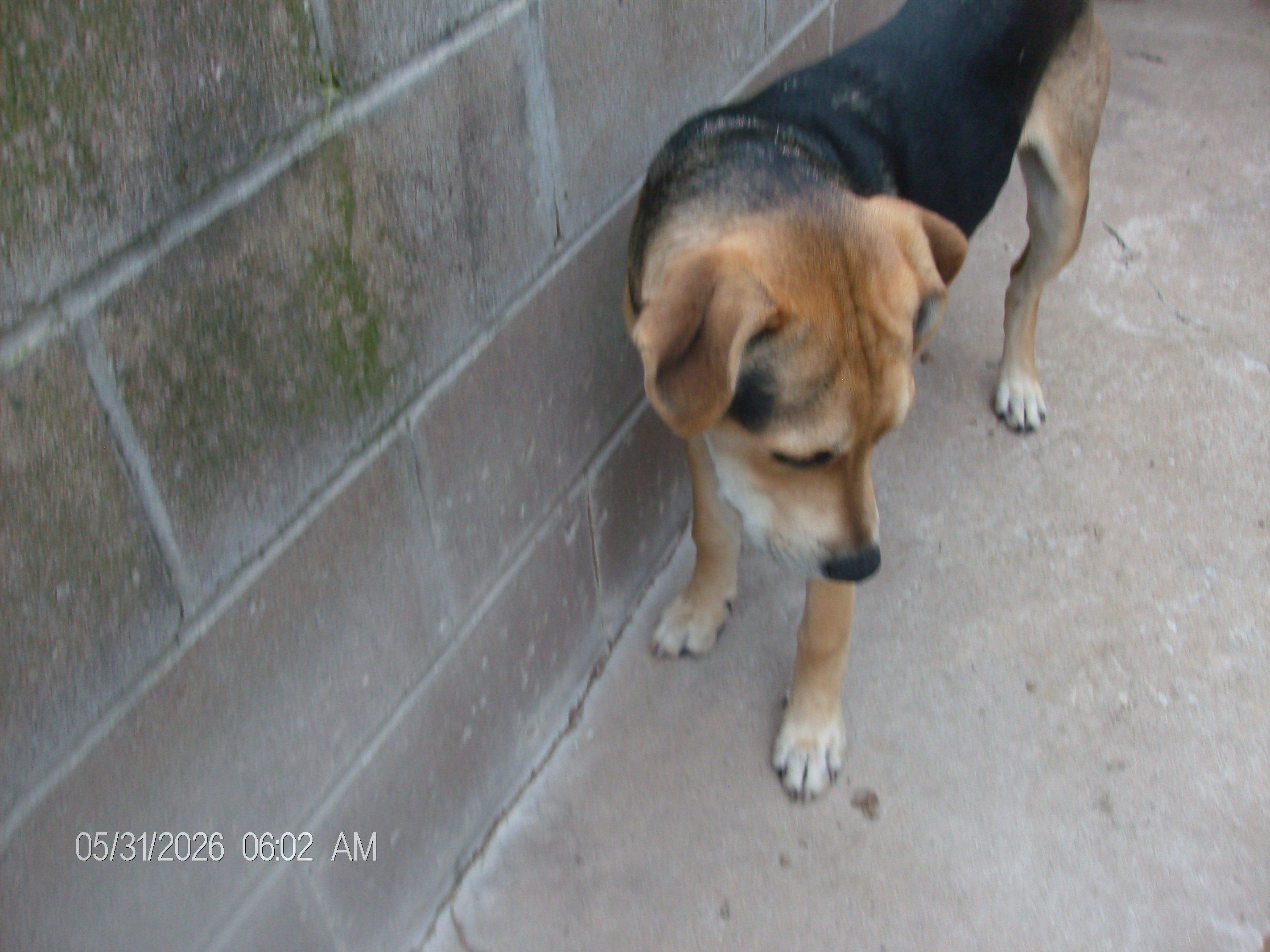 BUCKY, a ADOPTABLE mixed breed in Kellyville, OK image 6/6
