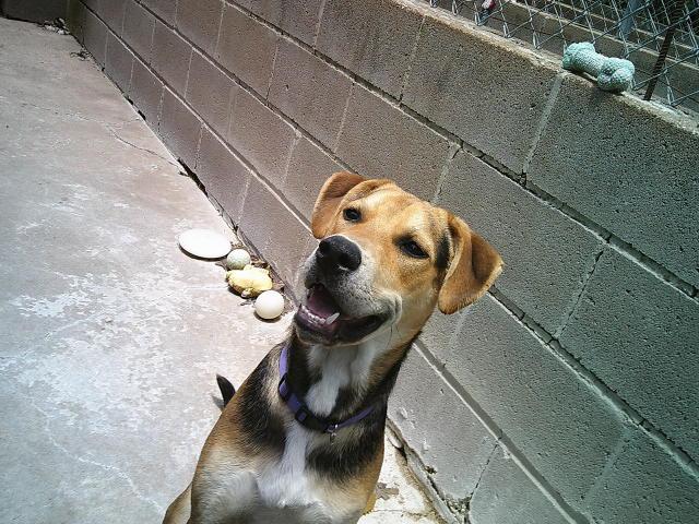 BUCKY, a ADOPTABLE mixed breed in Kellyville, OK image 3/6