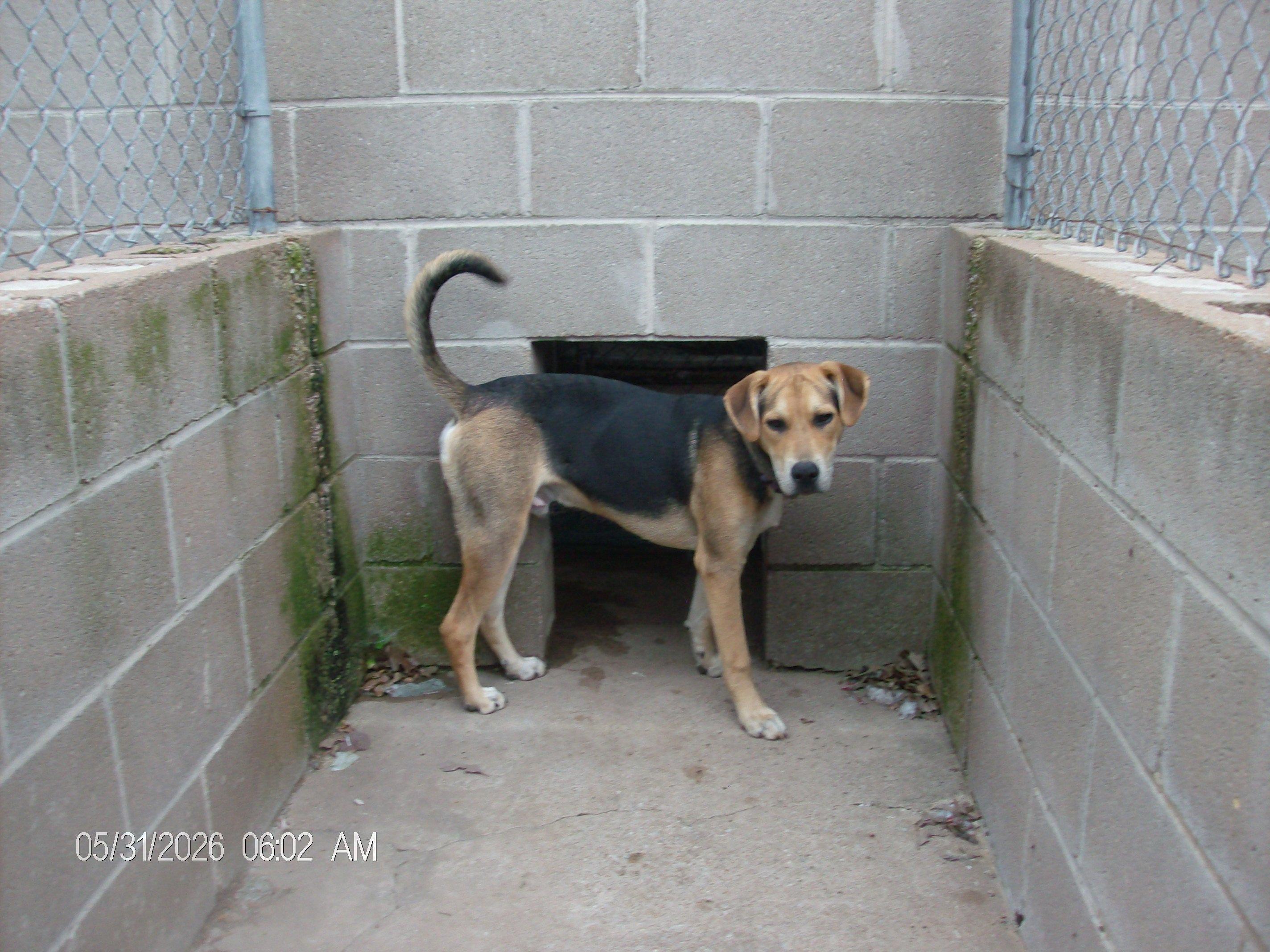 BUCKY, a ADOPTABLE mixed breed in Kellyville, OK image 2/6