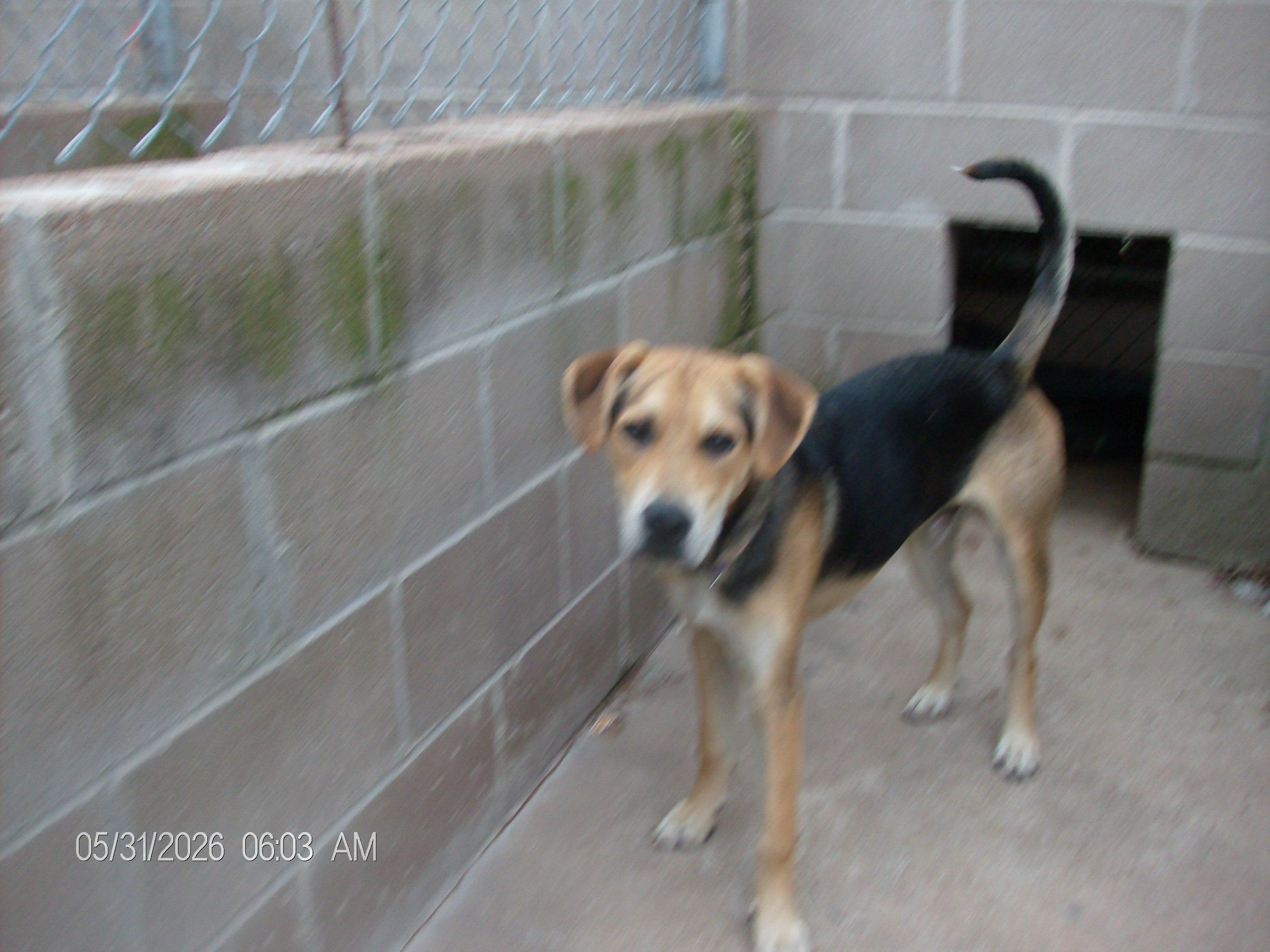 BUCKY, a ADOPTABLE mixed breed in Kellyville, OK image 4/6