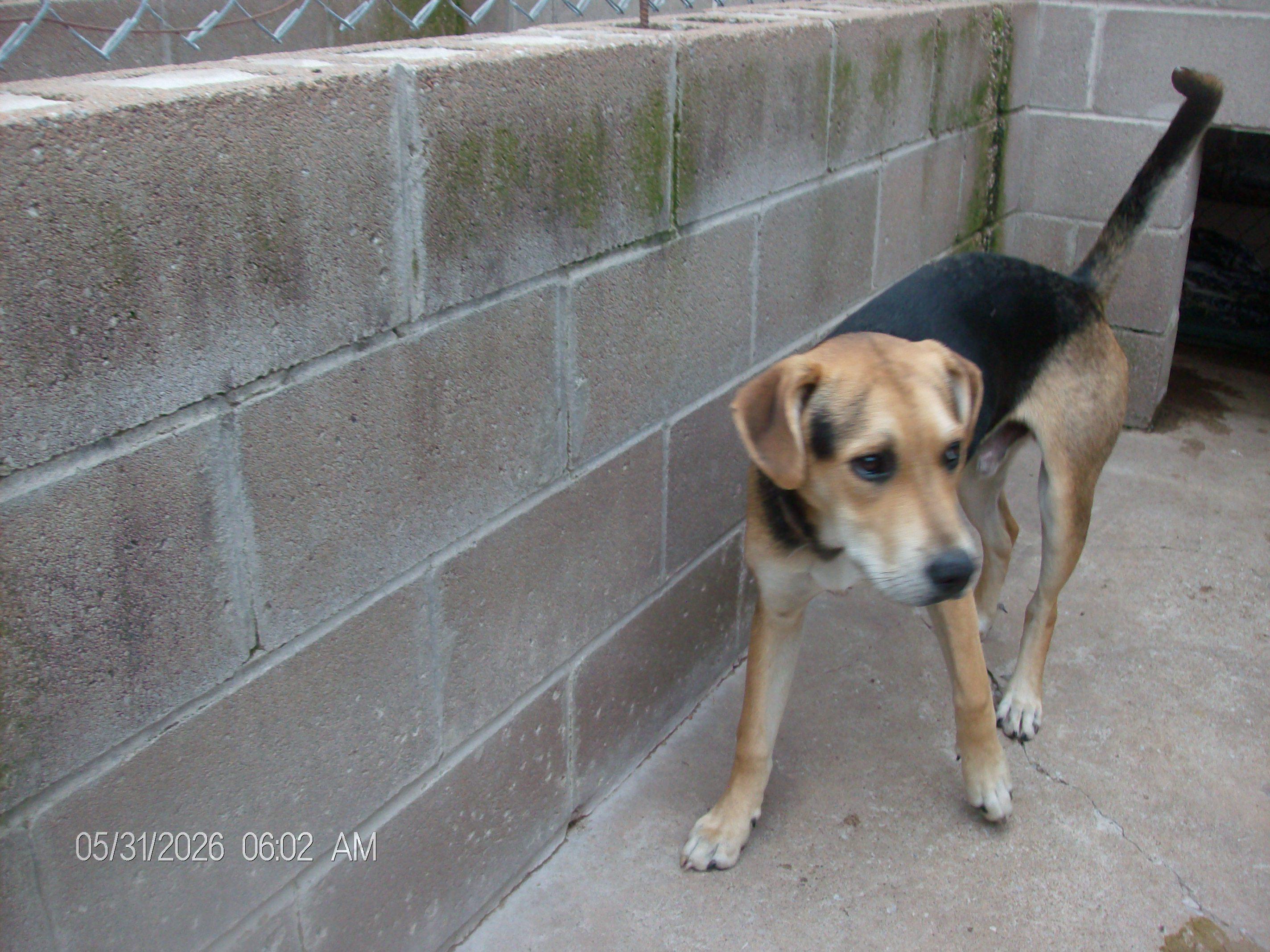BUCKY, a ADOPTABLE mixed breed in Kellyville, OK image 5/6
