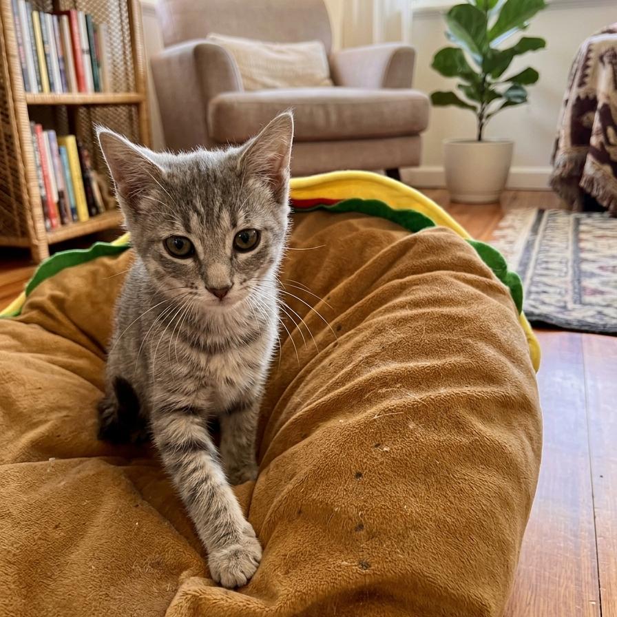 Piper, Adoptable, Kitten Female Domestic Short Hair.