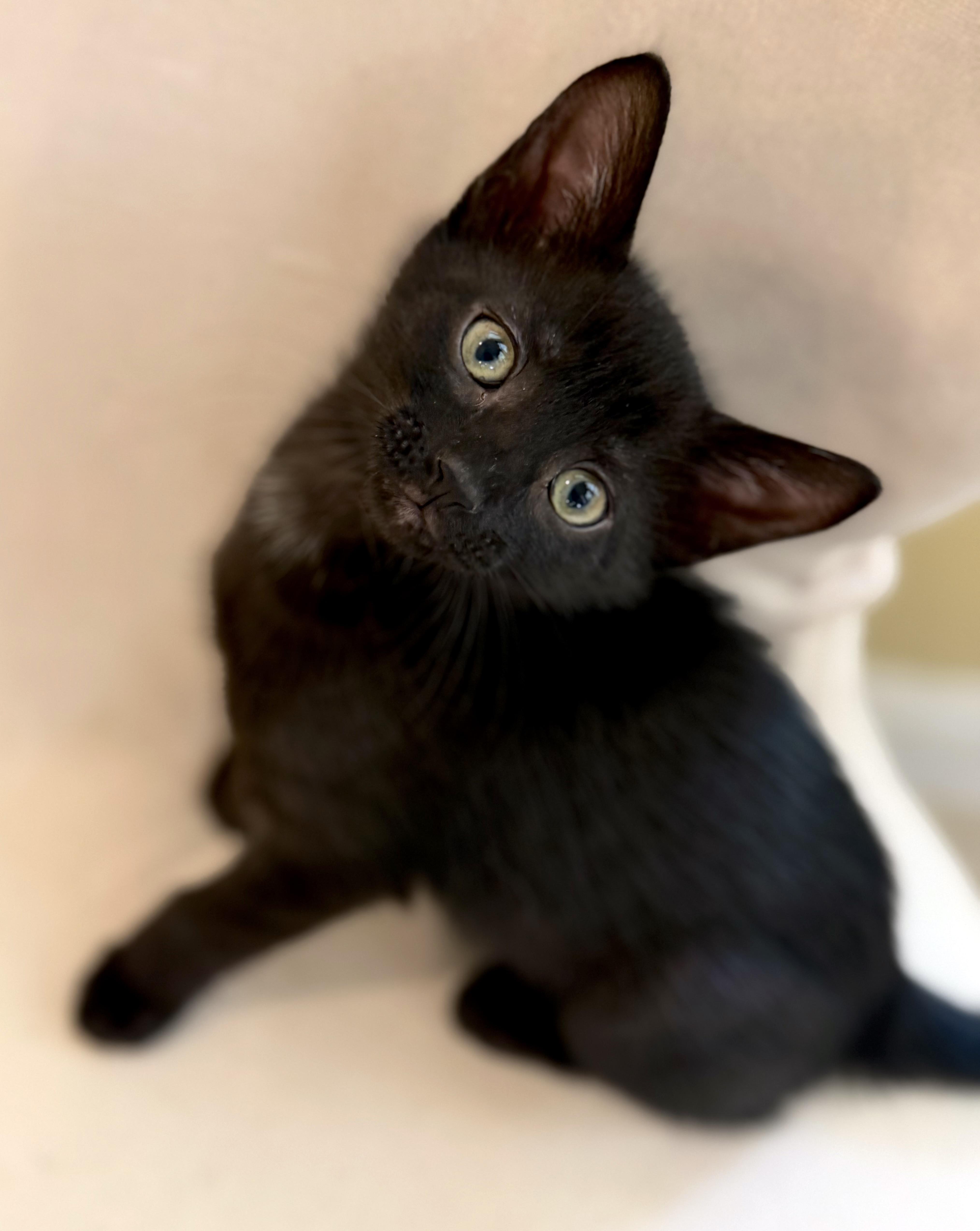 Shiloh -- LAP CAT ALERT, a ADOPTABLE mixed breed in Lake Monroe, FL image 6/6