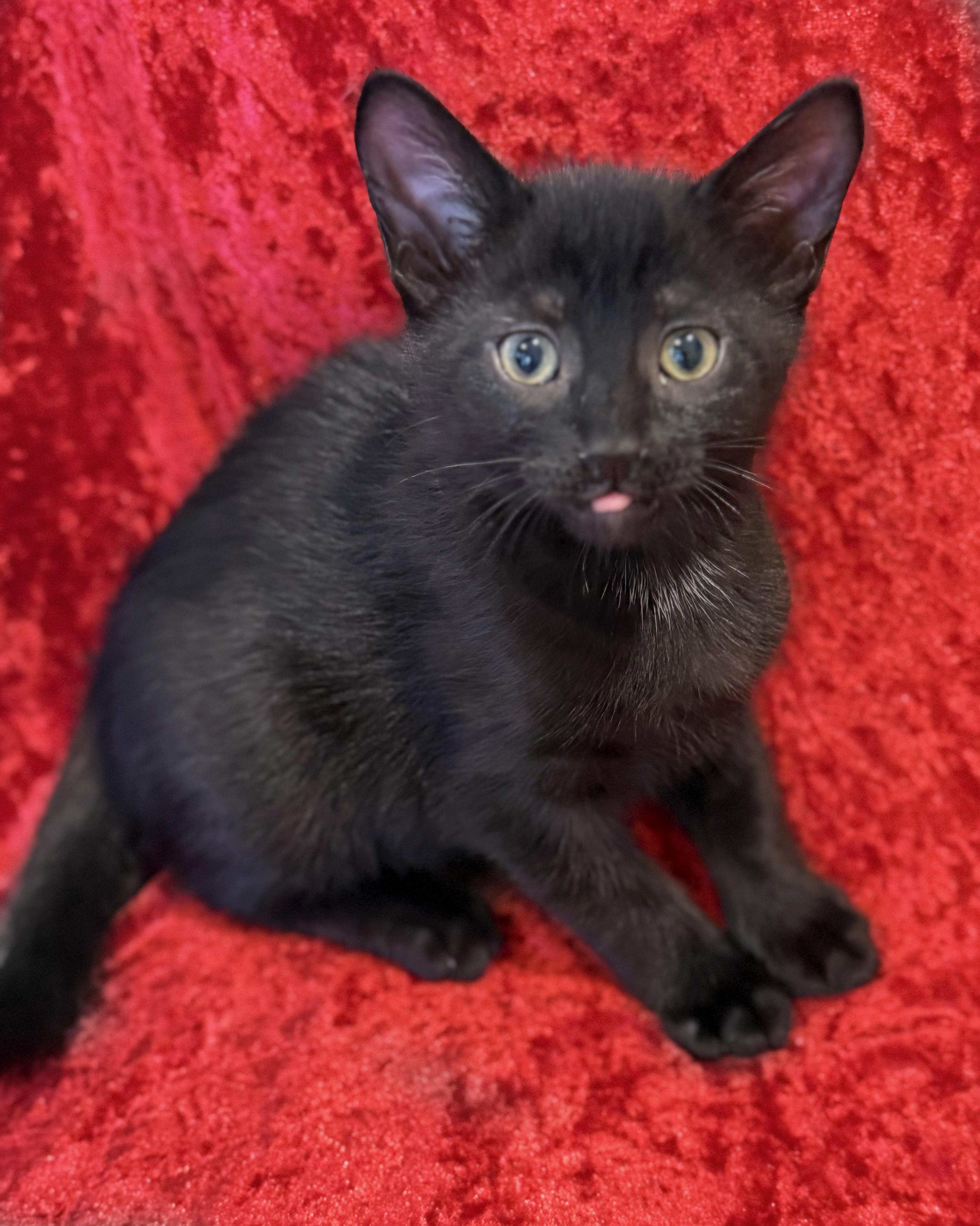 Shiloh -- LAP CAT ALERT, a ADOPTABLE mixed breed in Lake Monroe, FL image 5/6