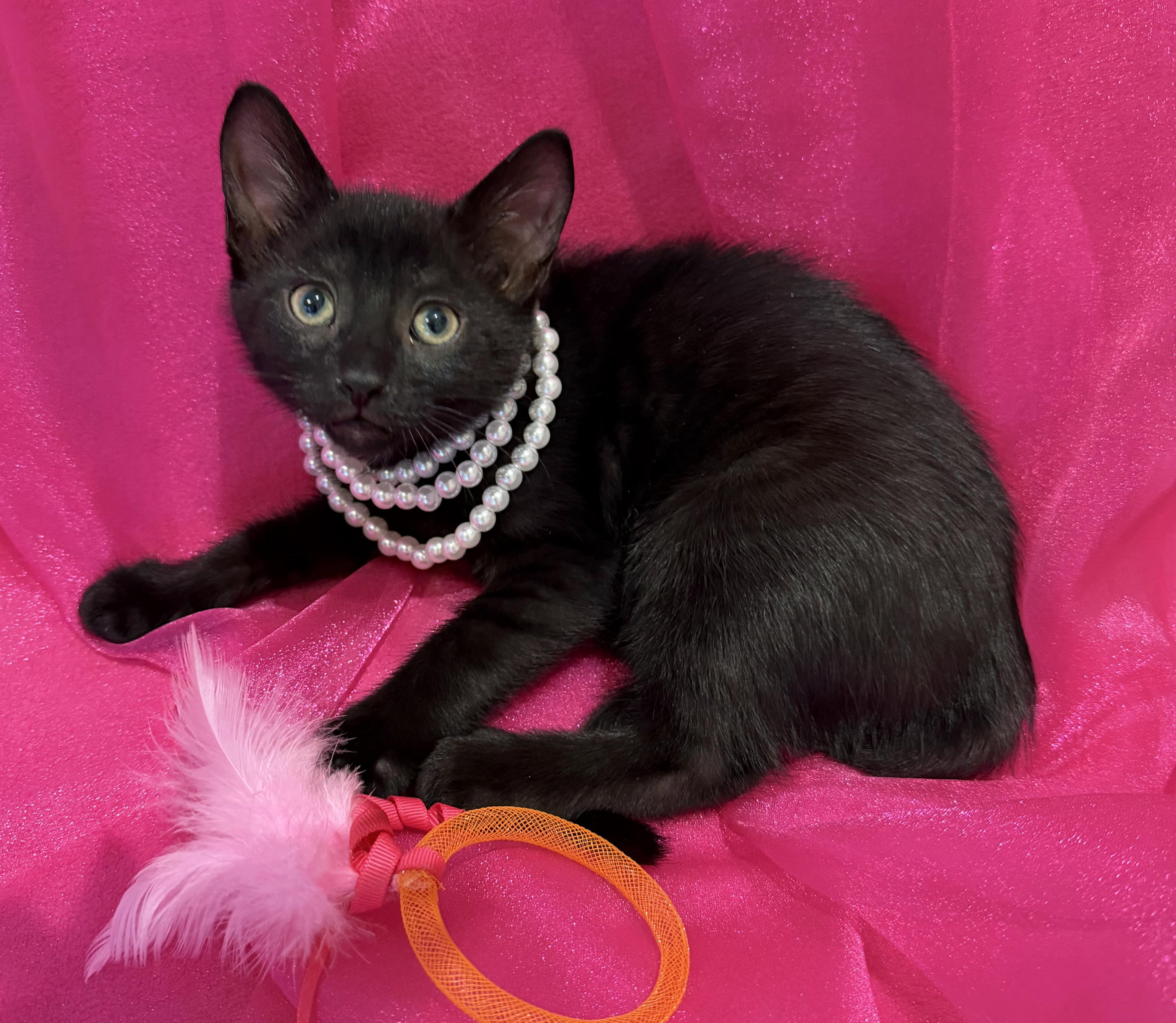 Shiloh -- LAP CAT ALERT, a ADOPTABLE mixed breed in Lake Monroe, FL image 1/6