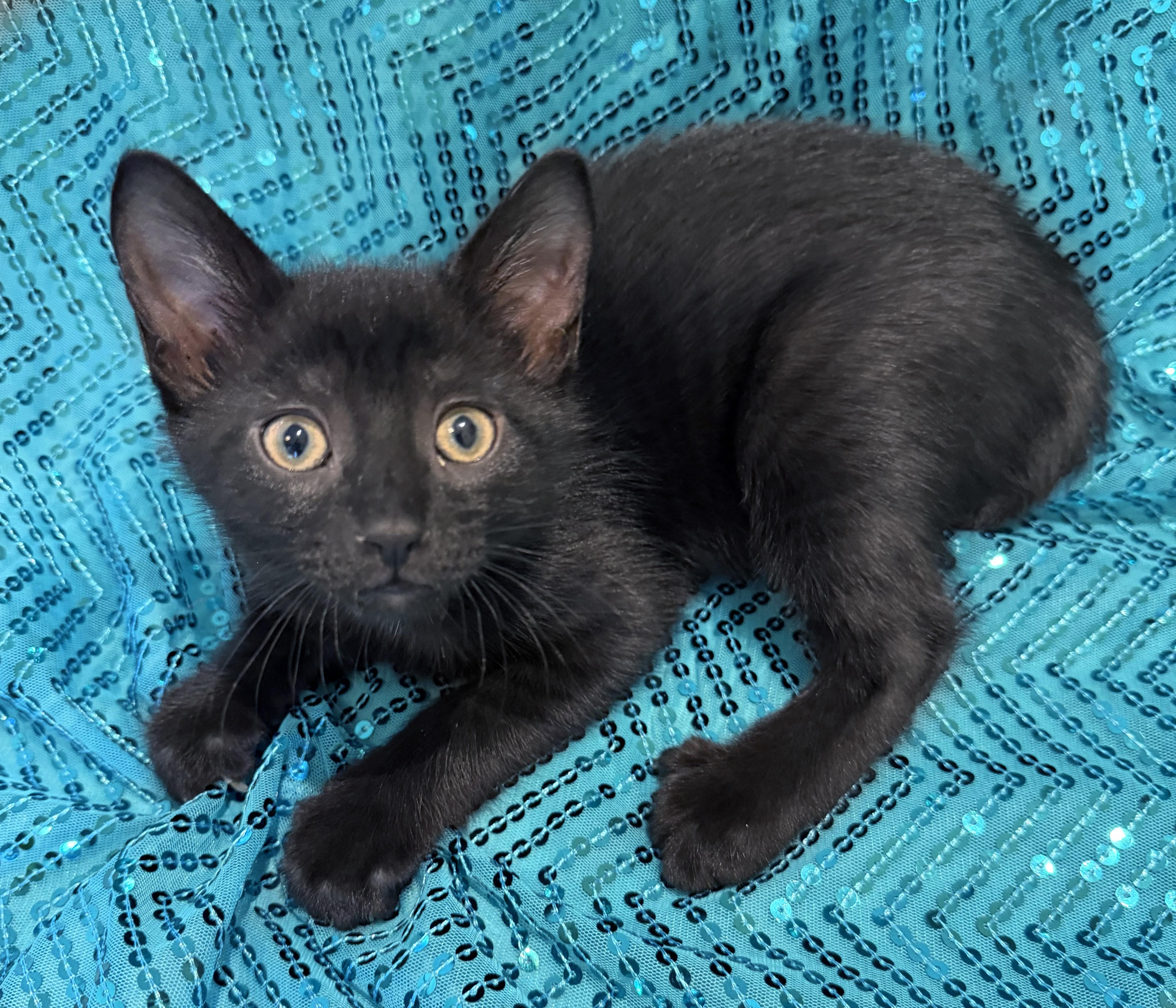 Shiloh -- LAP CAT ALERT, a ADOPTABLE mixed breed in Lake Monroe, FL image 4/6