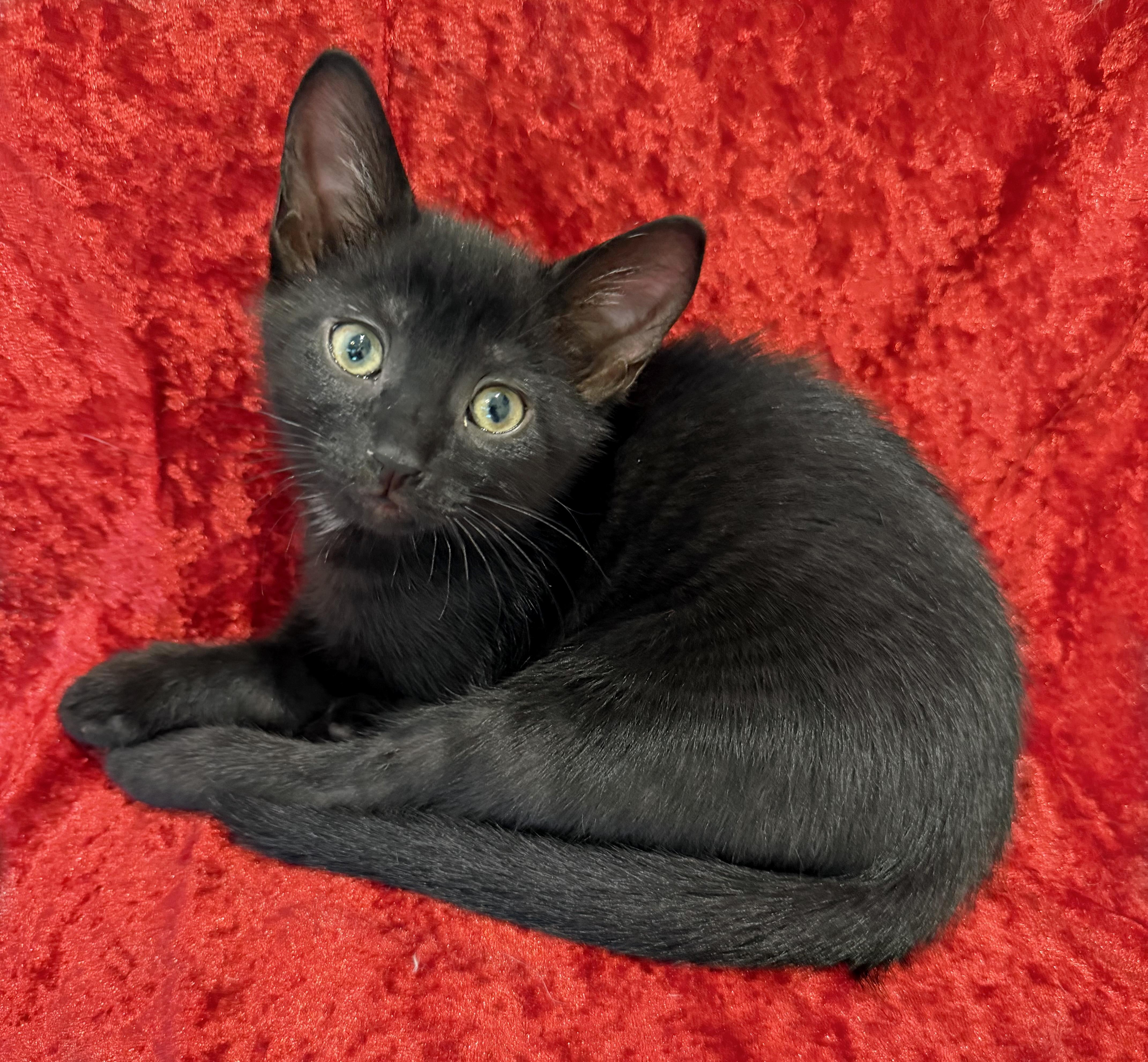 Shiloh -- LAP CAT ALERT, a ADOPTABLE mixed breed in Lake Monroe, FL image 3/6