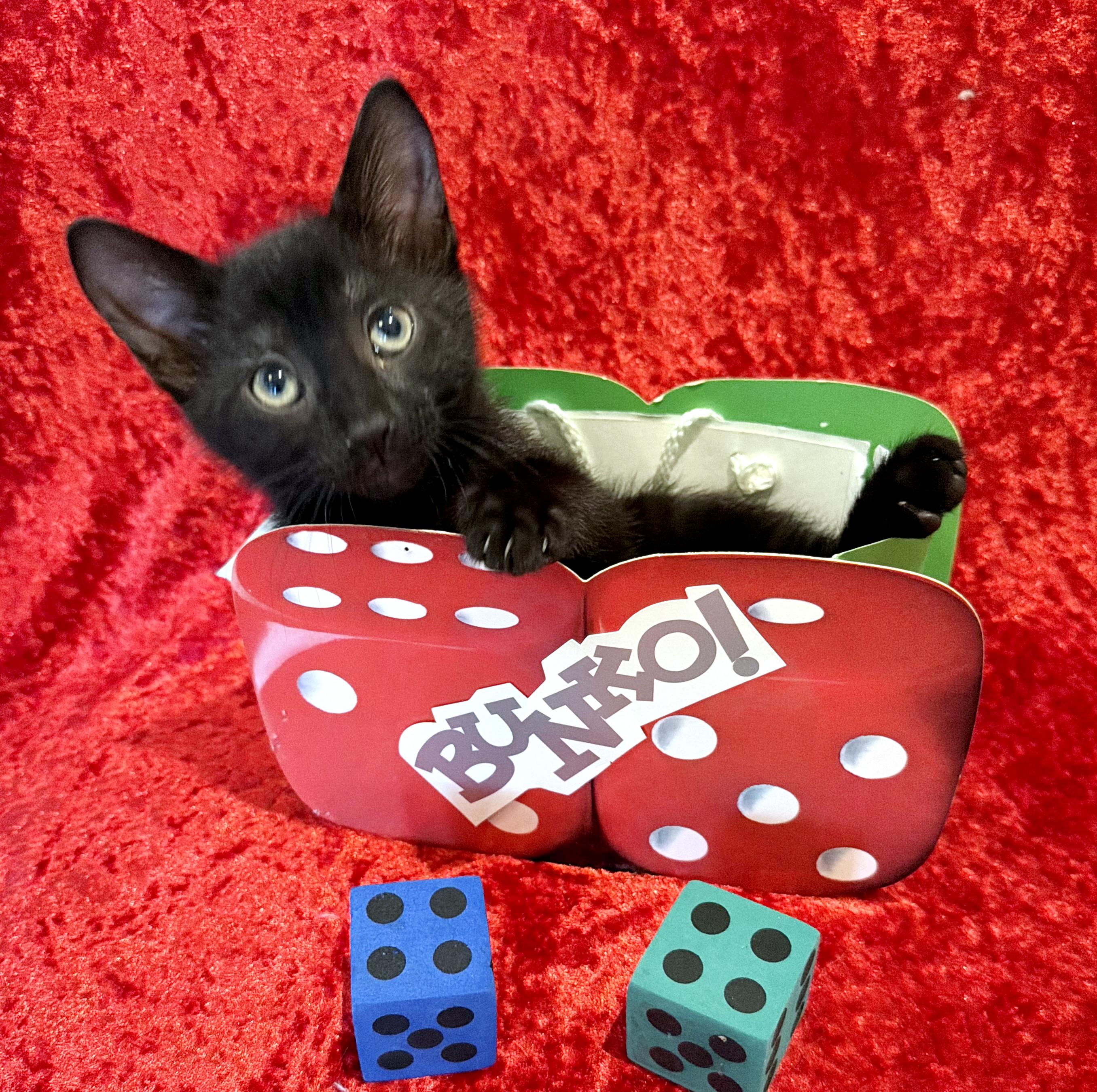 Shiloh -- LAP CAT ALERT, a ADOPTABLE mixed breed in Lake Monroe, FL image 2/6