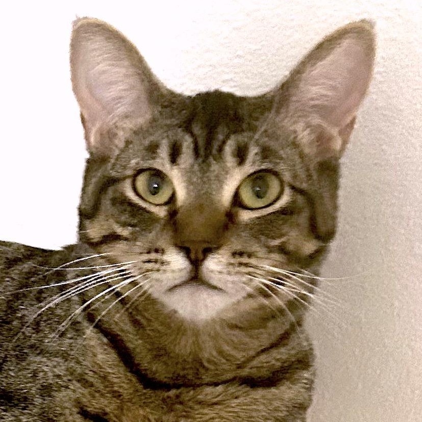 Roo, Adoptable, Young Female Domestic Short Hair.