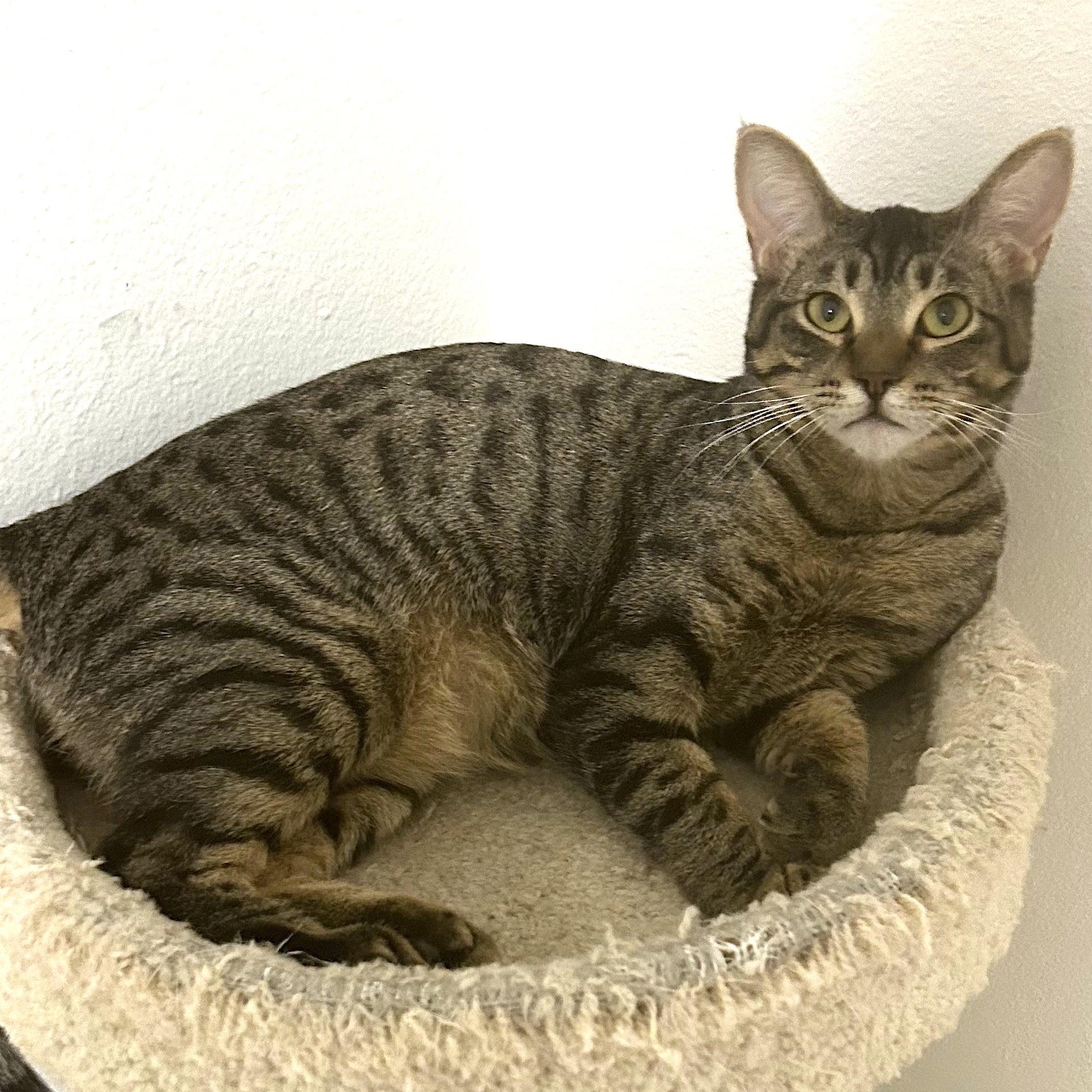 Roo, a Adoptable Domestic Short Hair in San Diego, CA image 3/3