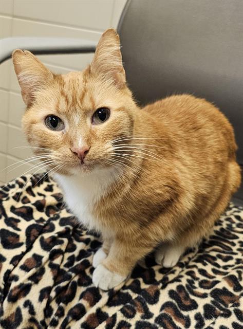 LARK, Adoptable, Senior Female Domestic Short Hair.