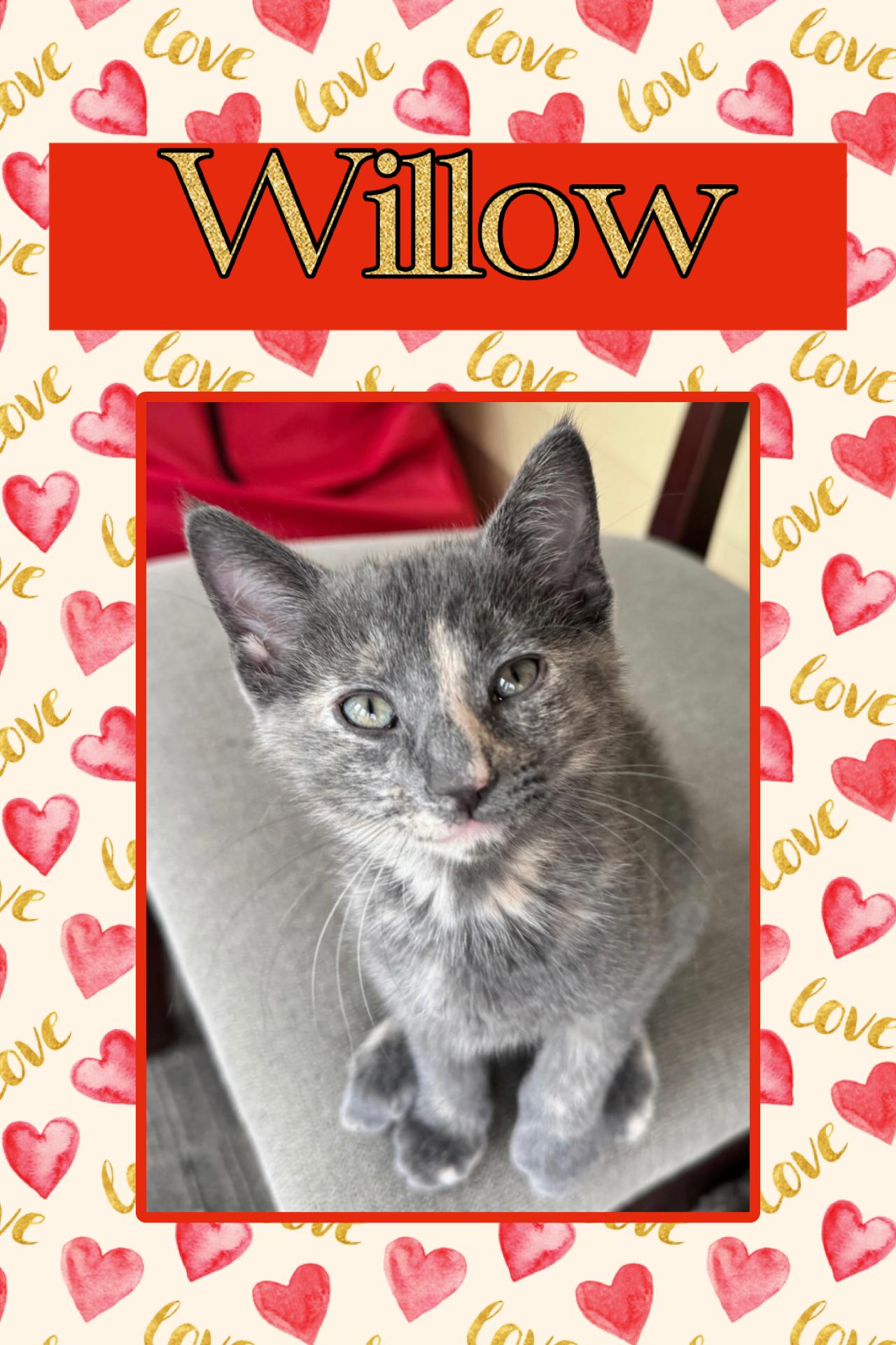 Willow, adopted, Young Female Domestic Short Hair.