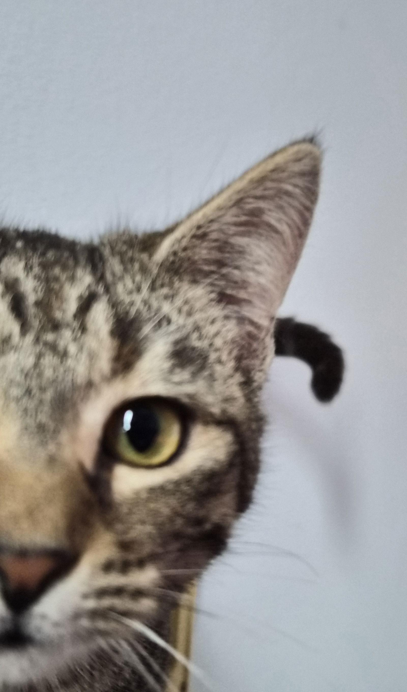 Kate, Adopted, Young Female Domestic Short Hair.