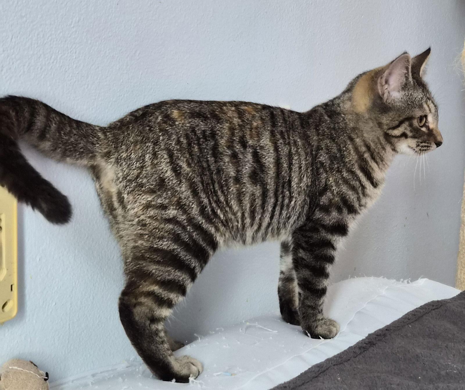 Kate, a Adopted Domestic Short Hair in Orlando, FL image 2/3