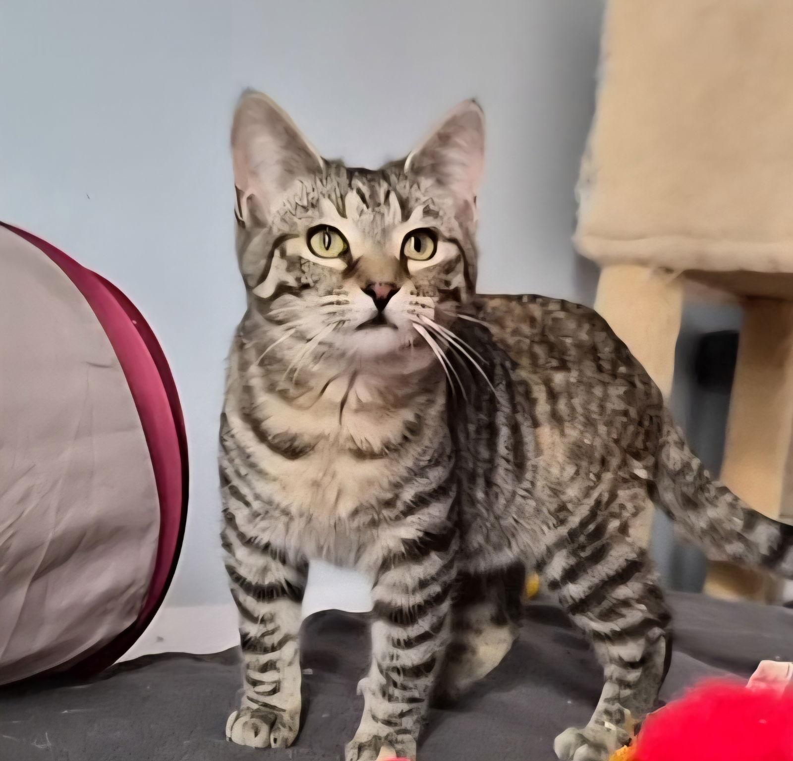 Kate, a Adopted Domestic Short Hair in Orlando, FL image 3/3