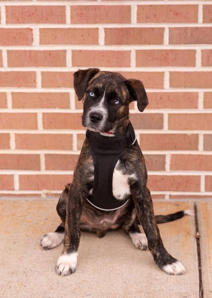 Enlarge TUCKER, a Adopted Plott Hound in Allentown, PA image 2/3