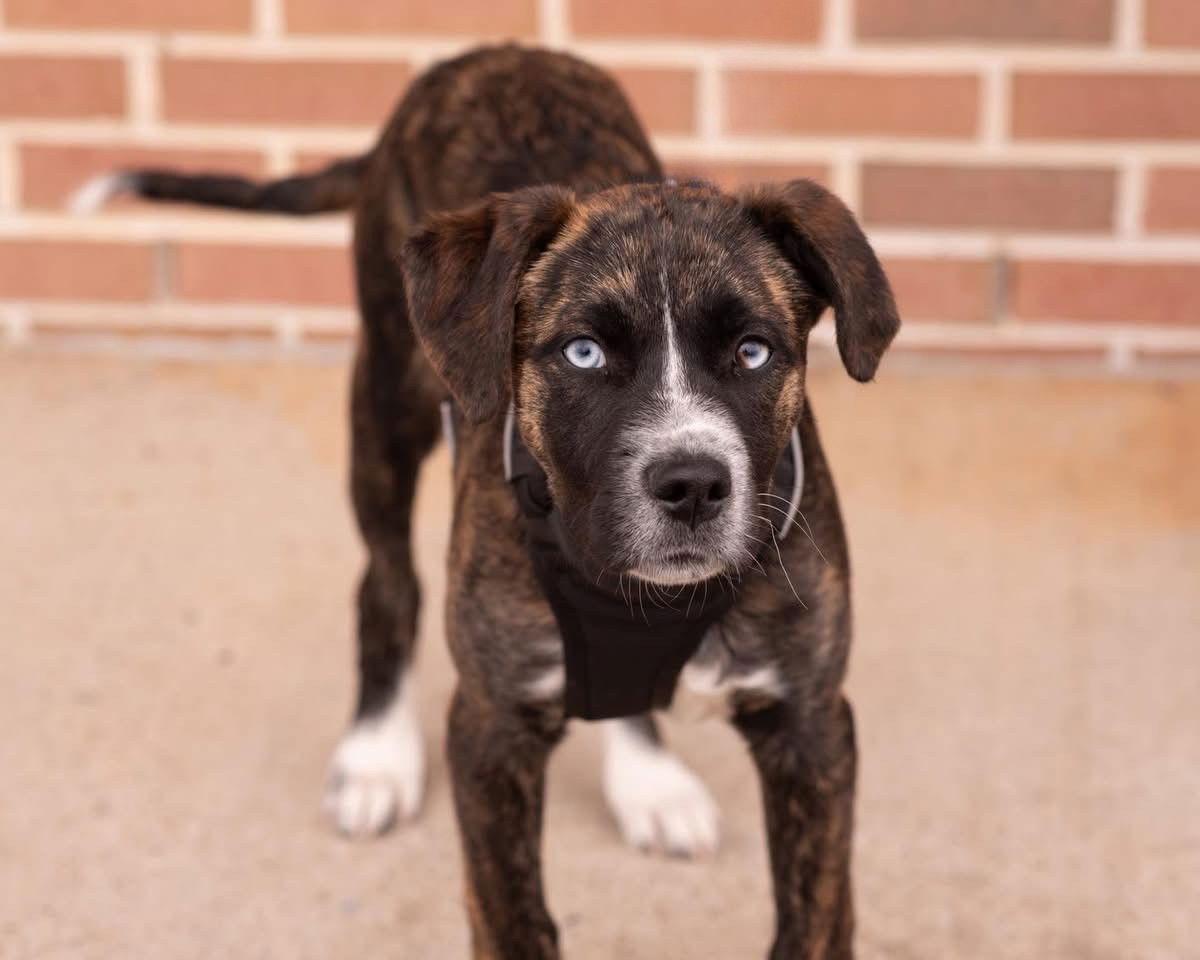 Enlarge TUCKER, a Adopted Plott Hound in Allentown, PA image 1/3