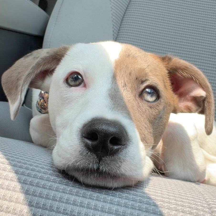 Mabel, a ADOPTABLE mixed breed in Colonial Heights, VA image 1/4