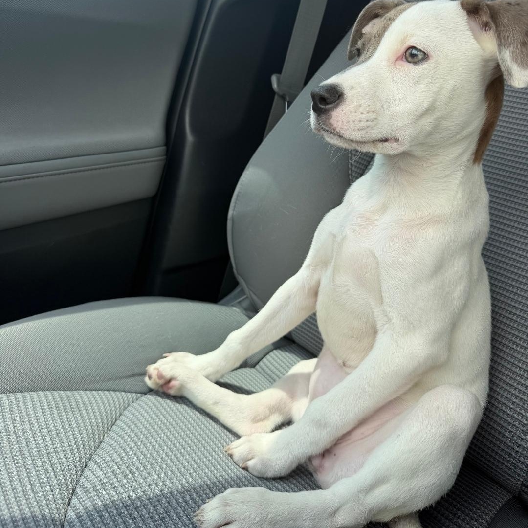 Mabel, a ADOPTABLE mixed breed in Colonial Heights, VA image 3/4