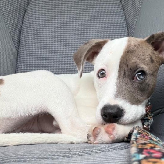 Mabel, a ADOPTABLE mixed breed in Colonial Heights, VA image 2/4