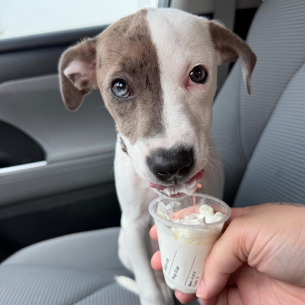 Mabel, a ADOPTABLE mixed breed in Colonial Heights, VA image 4/4