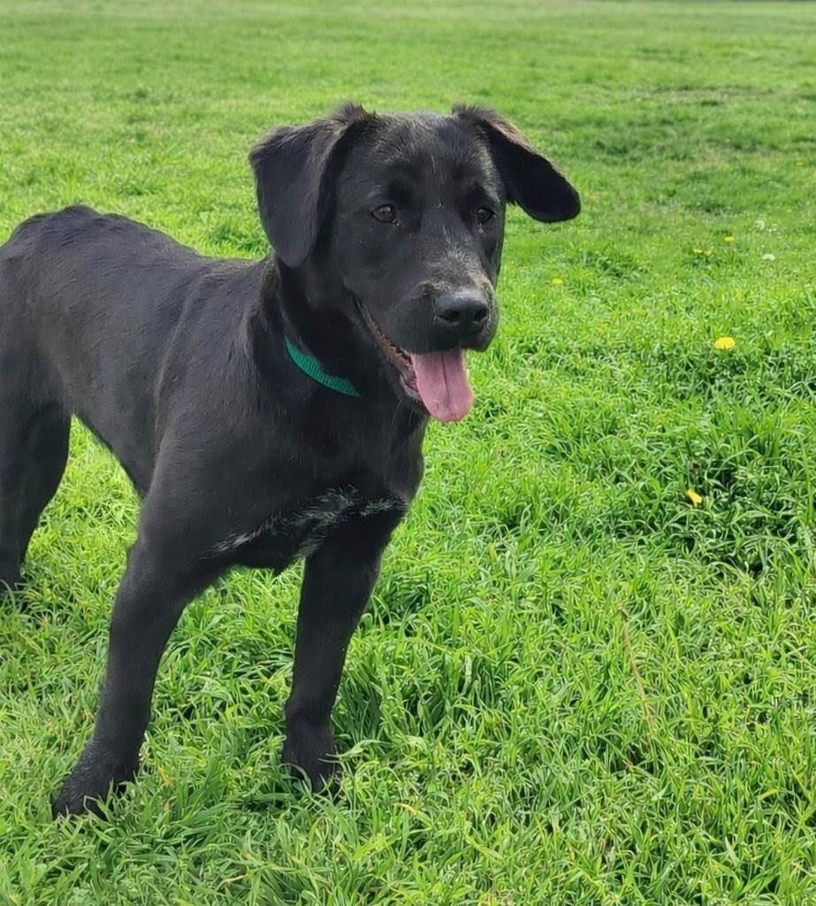 Honey, Adoptable, Adult Female Labrador Retriever.