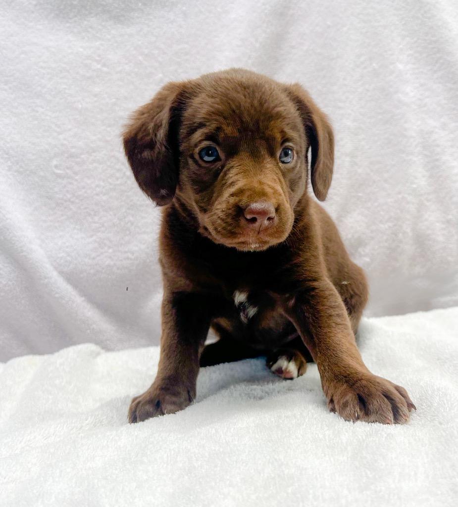 Libby, Adoptable, Puppy Female Mixed Breed.