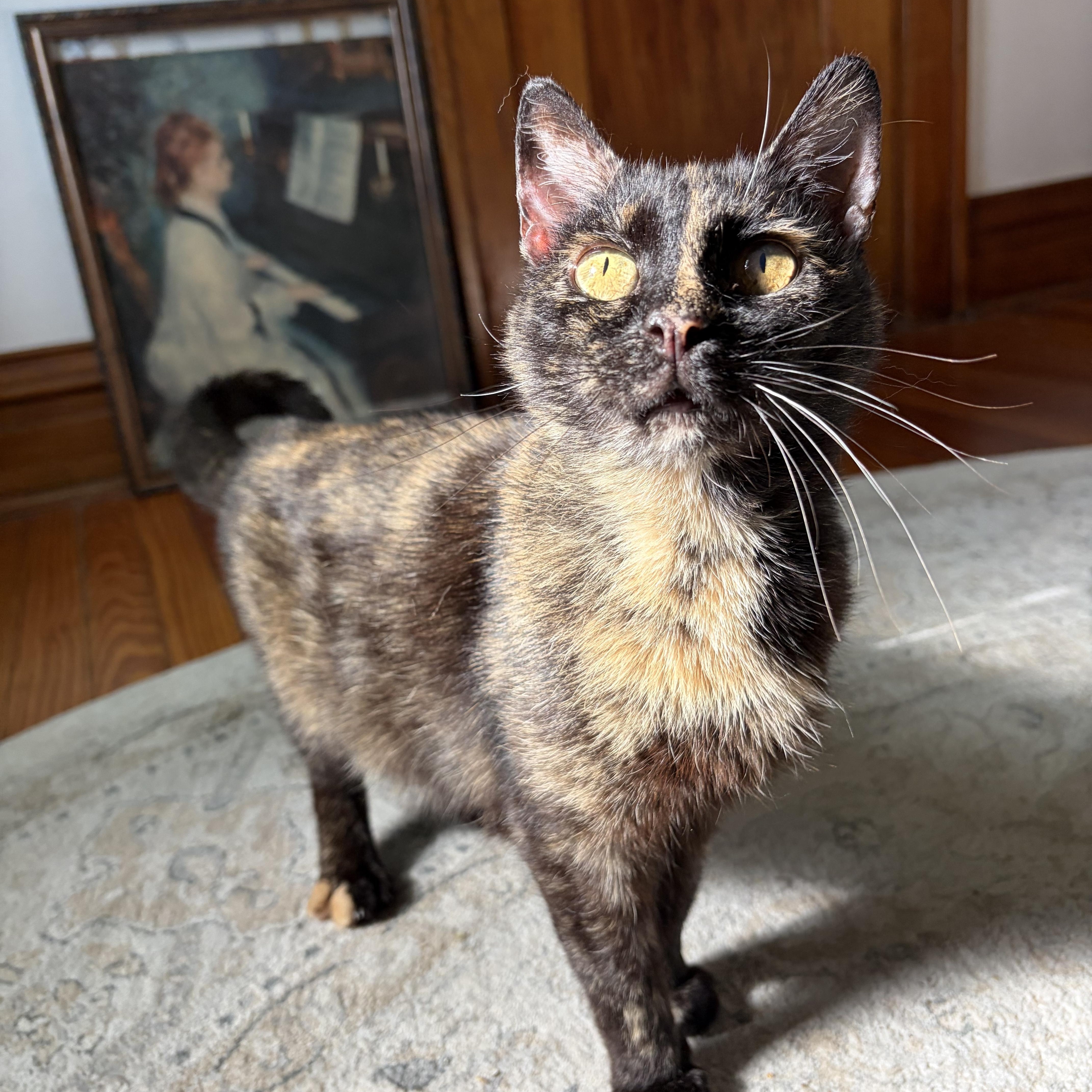 Iris, ADOPTABLE, Adult Female Domestic Short Hair.